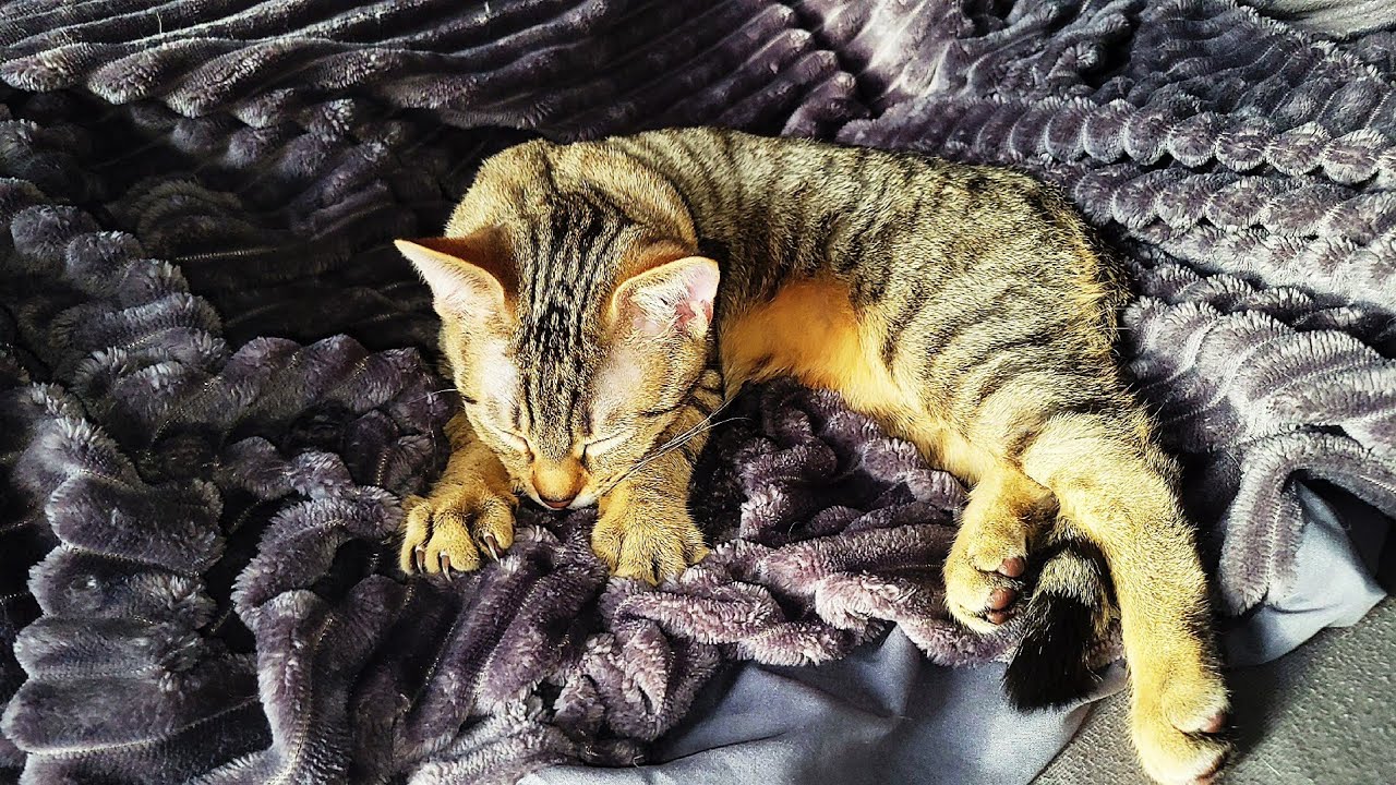 My little one, Olive, is still in the 