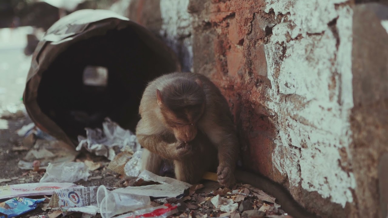 Monkey Need Food