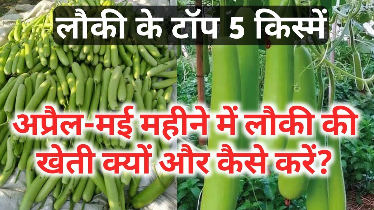 लौकी की खेती अप्रैल-मई महीने में क्यों और कैसे करें | Bottle Gourd Varieties | Greem Farm | 2022
