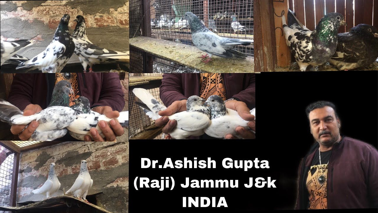 Old And Nayab Breeding Pairs Of Dr. Ashish Gupta (Raji) Jammu J&K india No. 5