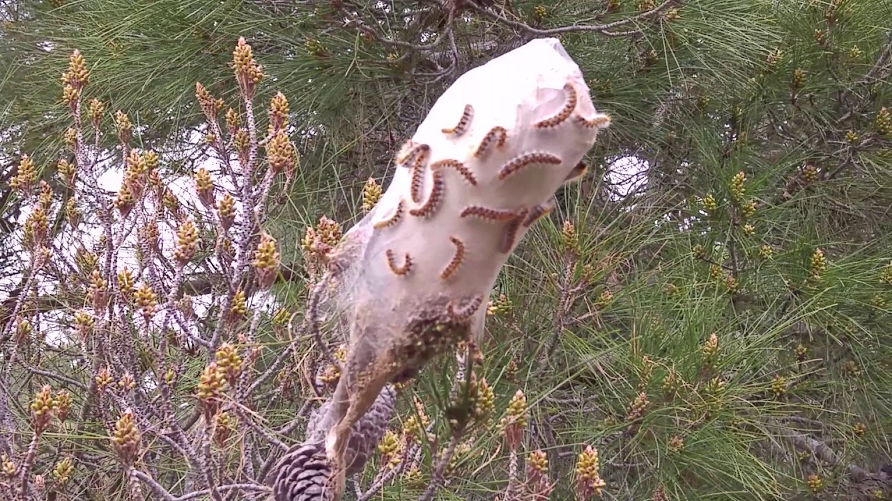 Çam kese böceği Thaumetopea pityocampa Thaumetopoeidae familyasından pul kanatlı zararlı kelebektir.