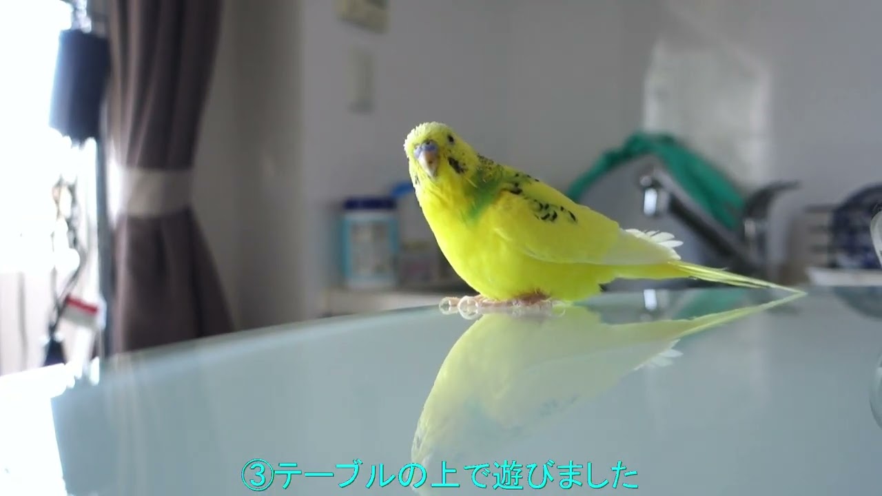 セキセイインコ、チャッピーの平穏な１日をビデオ日記にまとめてみた　A video diary of a peaceful day with the budgerigar, Chappy.
