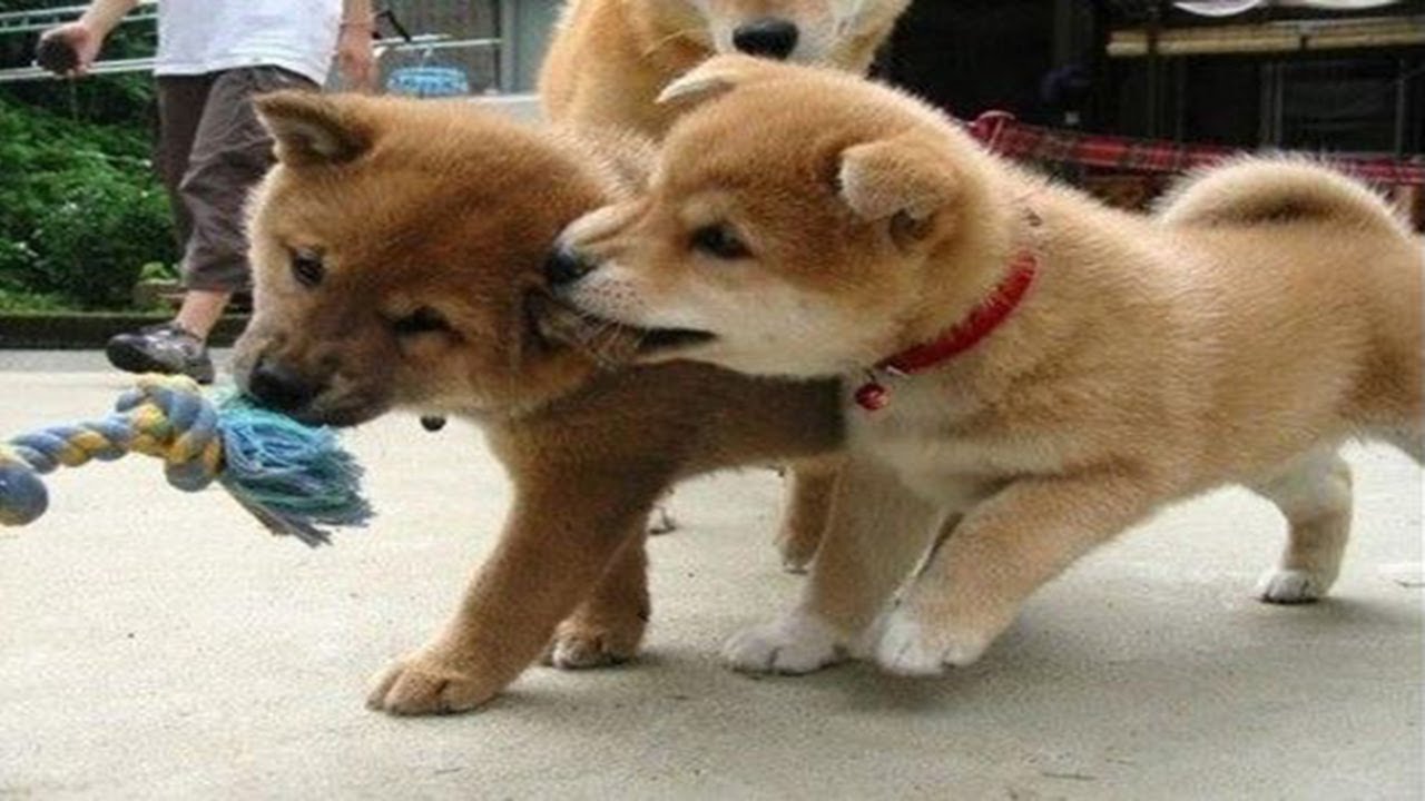 JEALOUS DOGS Want Attention | Funniest Jealous Dogs Compilation