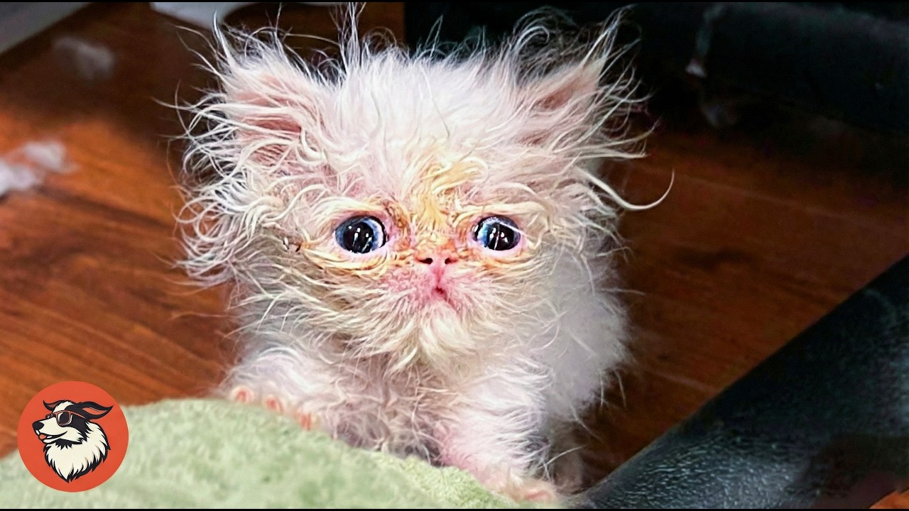 Rescued Kitten Grows Into a Cat With Massive Attitude