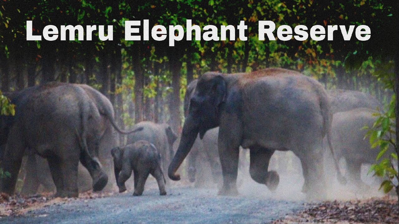 Lemru Elephant Reserve Korba | Picnic in the middle of dense jungle | Hasdeo Forest |