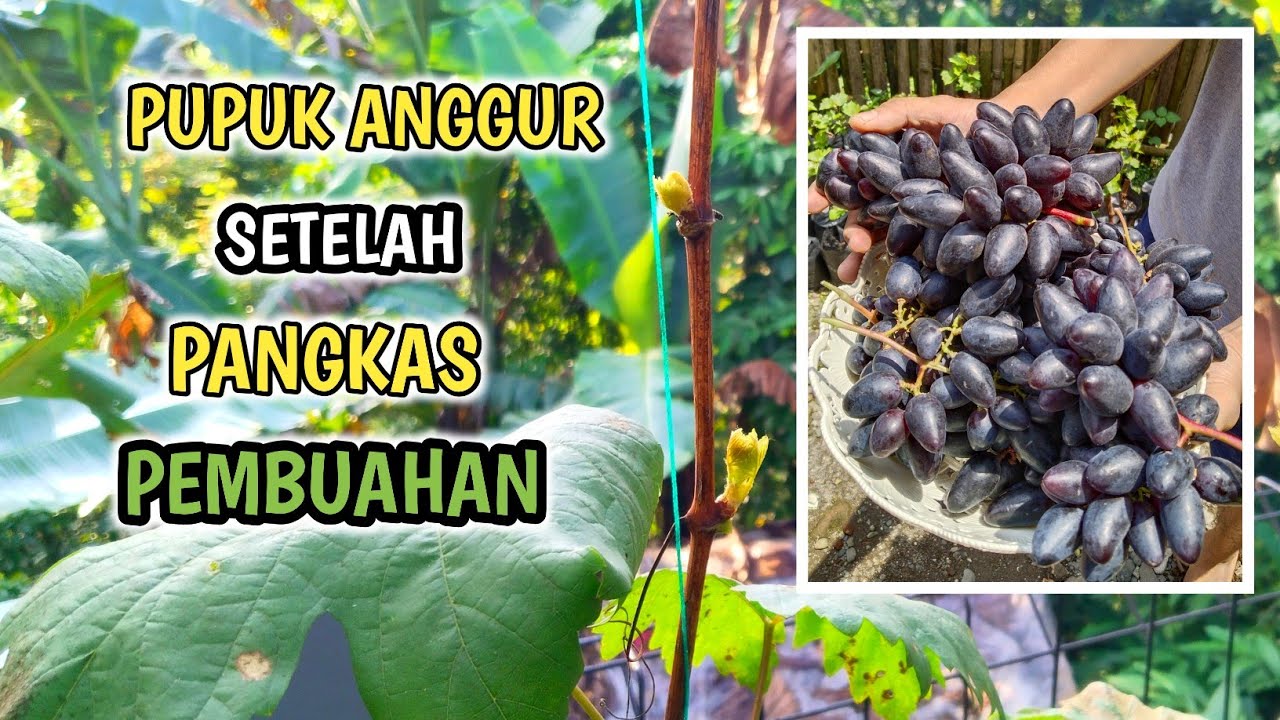 Pupuk Apa Yang Digunakan Setelah Pruning Anggur❓