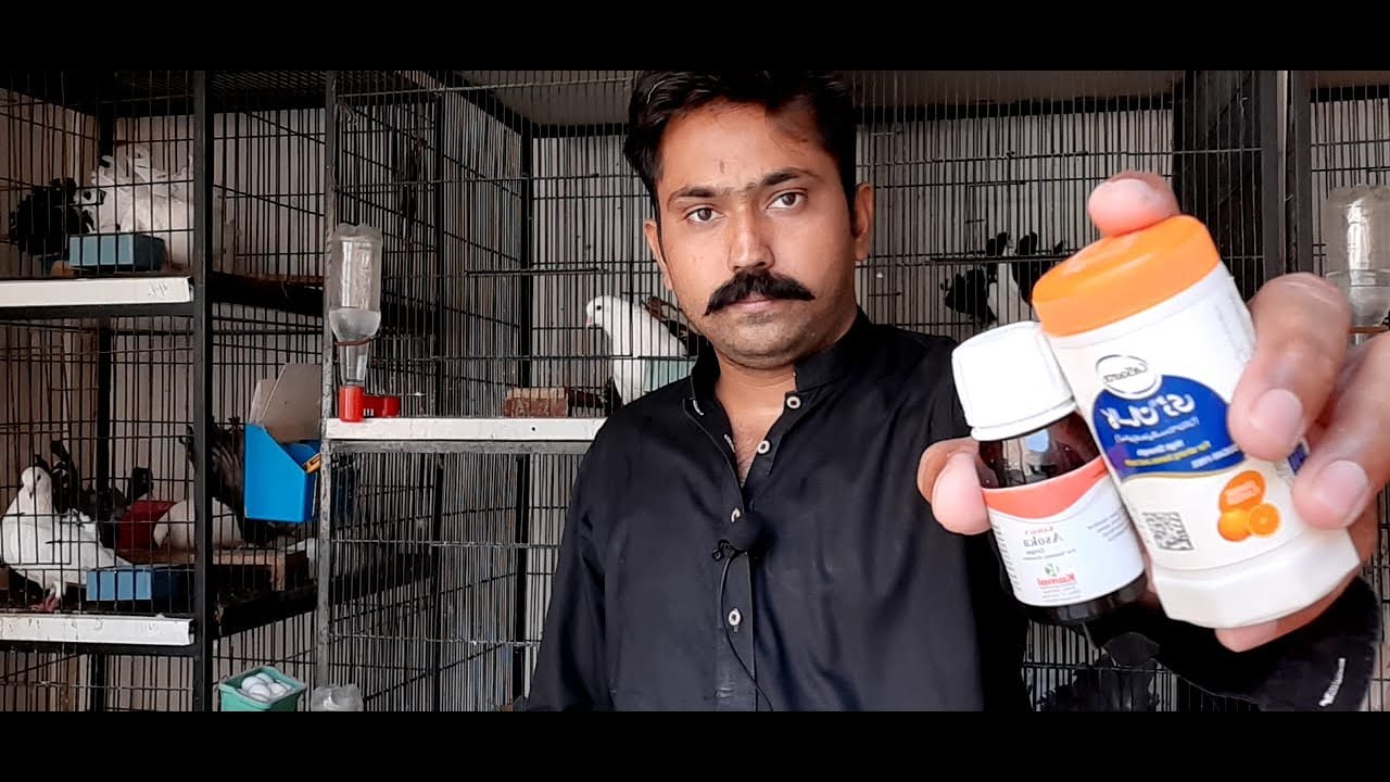 Pigeon female not lay Eggs/medicine for breed