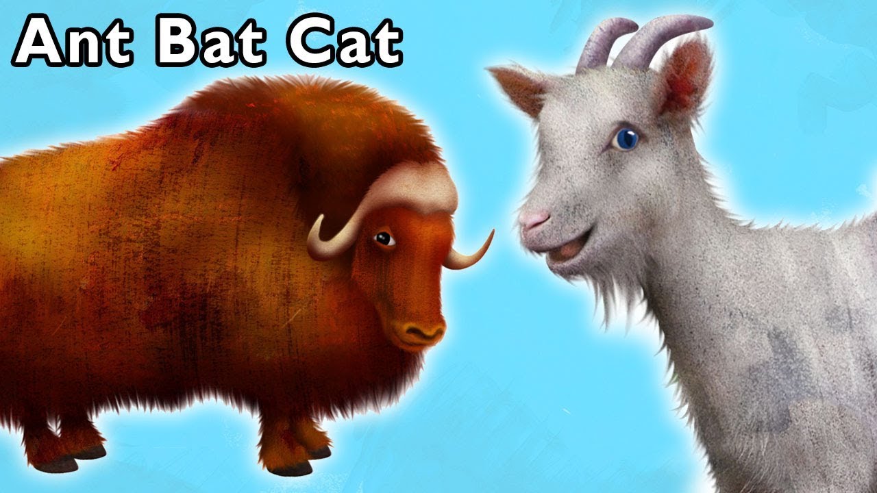 Ant Bat Cat and More | DANCE SONGS | Nursery Rhymes from Mother Goose Club!