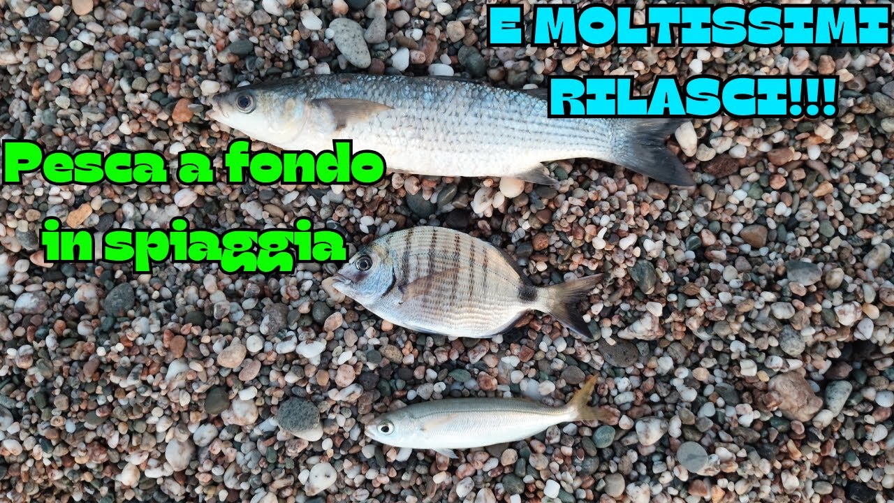Pesca a FONDO con pasturatore dalla SPIAGGIA: Molti rilasci e belle catture