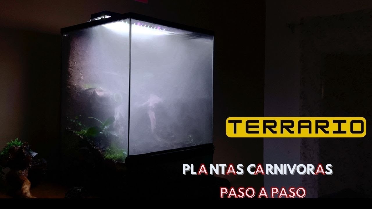 Como construir un Terrario para Plantas Carnívoras 🌱 - Paso a paso + consejos