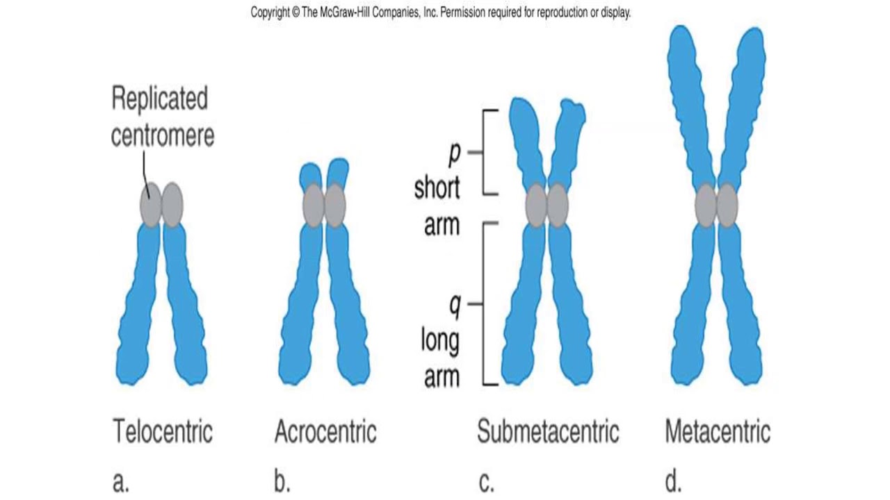 Karyotype and idiogram