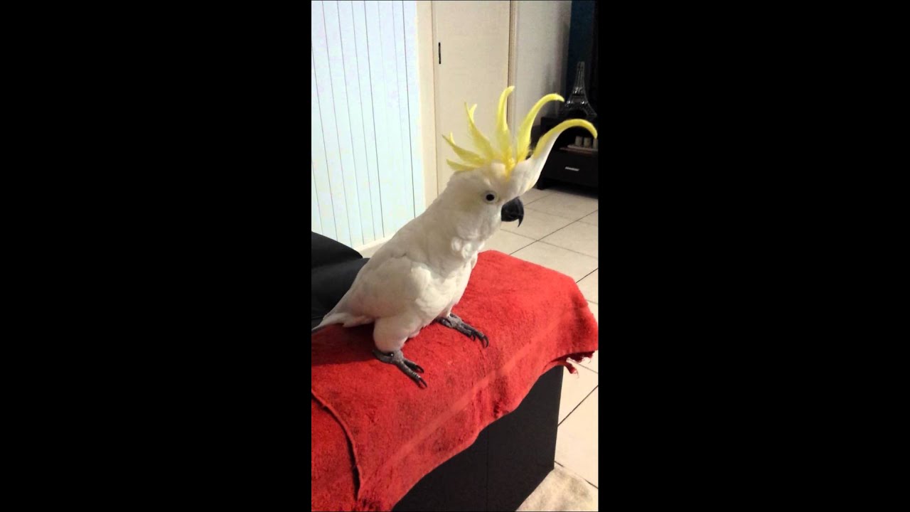 Cockatoo dancing to 