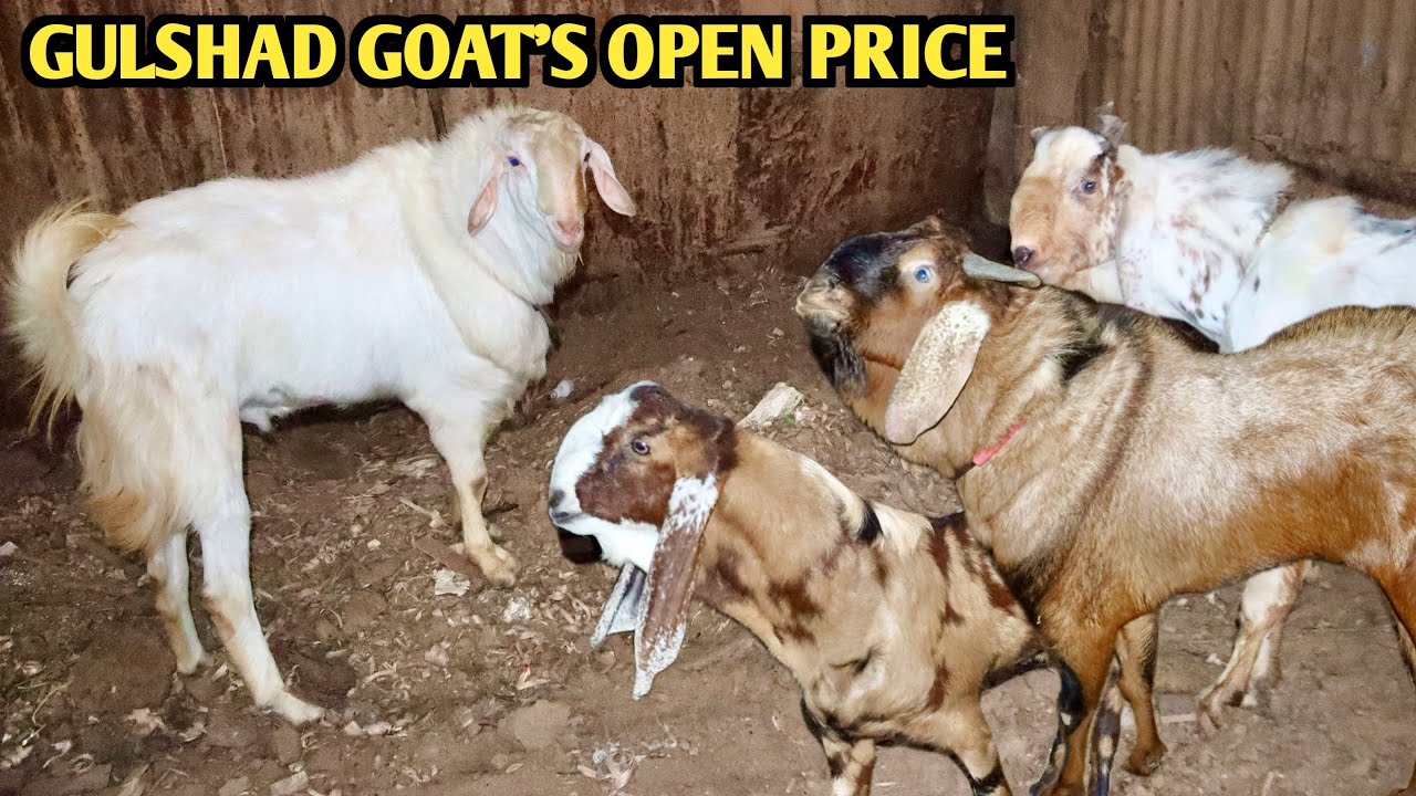 Pure Natiya Malwa & Kota Gujri Kid’s At Gulshad Goat’s