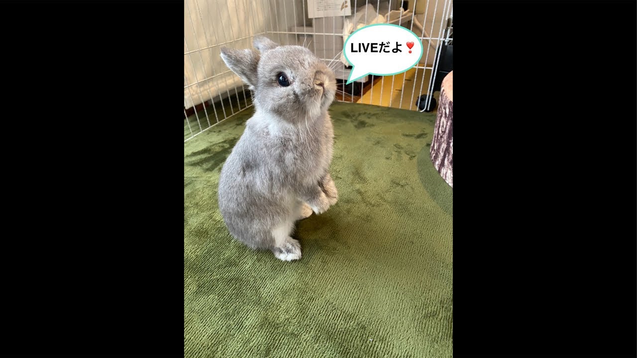 2025/2/24 MARU CHANNEL〜まるちゃんねる〜 がライブ配信中！