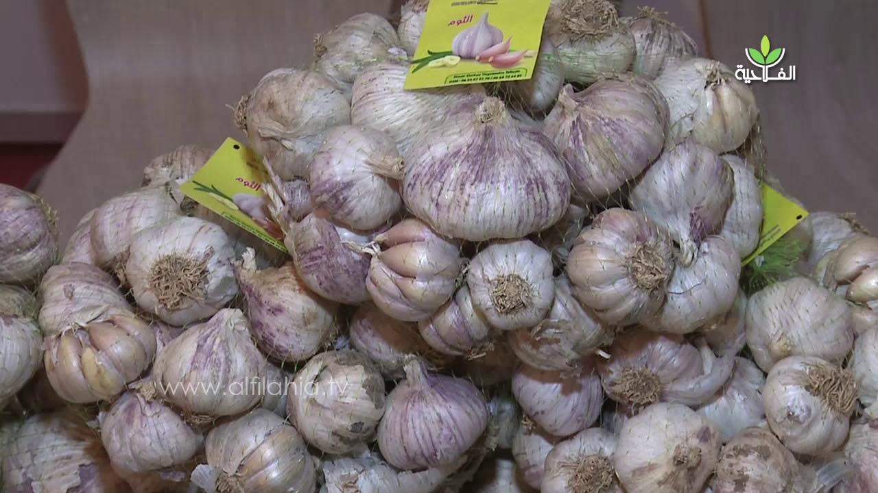 هكذا يحدثنا منتج للثوم عن زراعة الثوم بمنطقة أساكي بين الواقع والتحديات