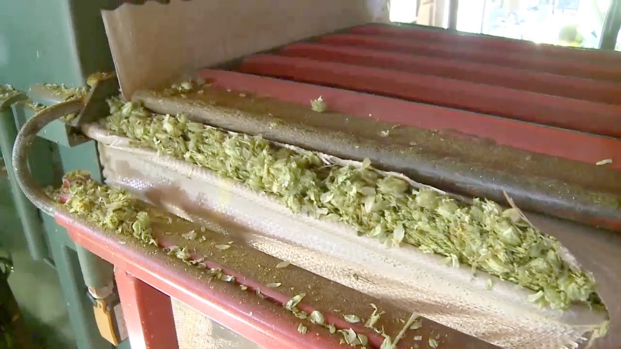 Hopfenernte - Teil 4 Hopfen sacken