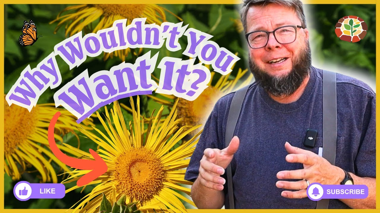 Why Herbalists Love Elecampane (And You Should Too!)