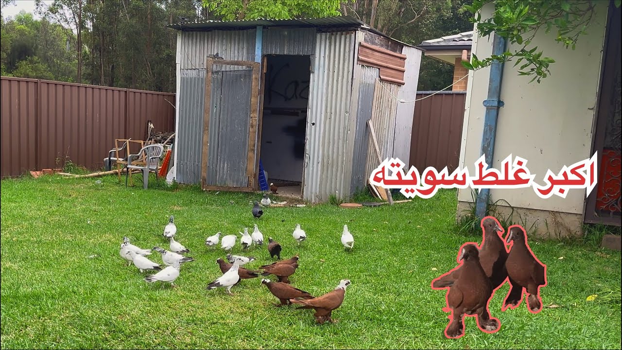 تخريج 20كل الطيور 🔥غلط الي سويته❤️الصقر اكل واحد 😔