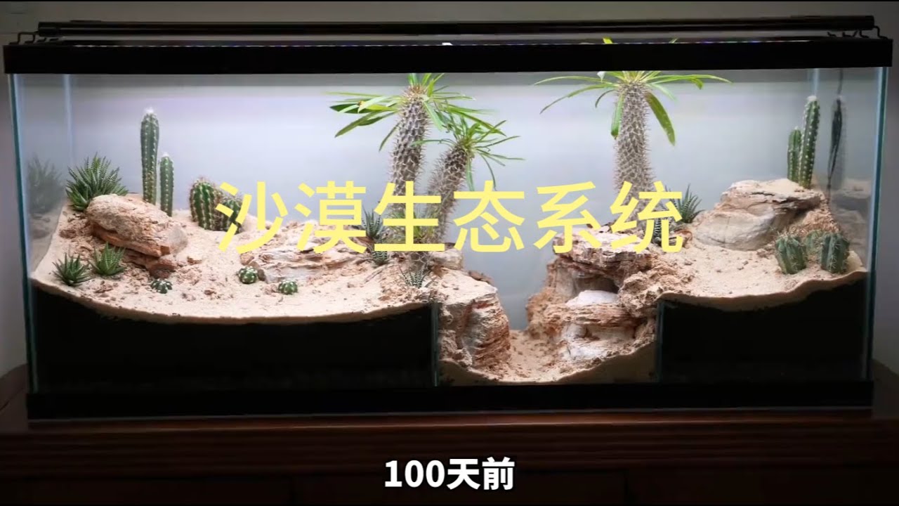 耗时100天，打造个沙漠生态系统，繁荣亦是毁灭？# 生态缸 # 微观世界 # 鱼缸里的大自然 # 上帝模拟器