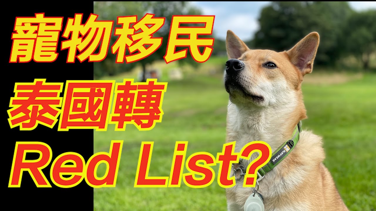 突發！寵物坐KLM移民英國最新Update！如果你係Book左/準備Book KLM帶寵物飛荷蘭，一定要睇！