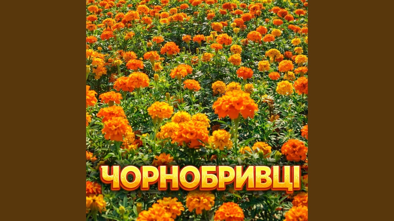 Чорнобривці