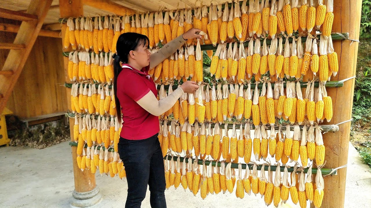This is how a girl preserves corn after harvest in the traditional way