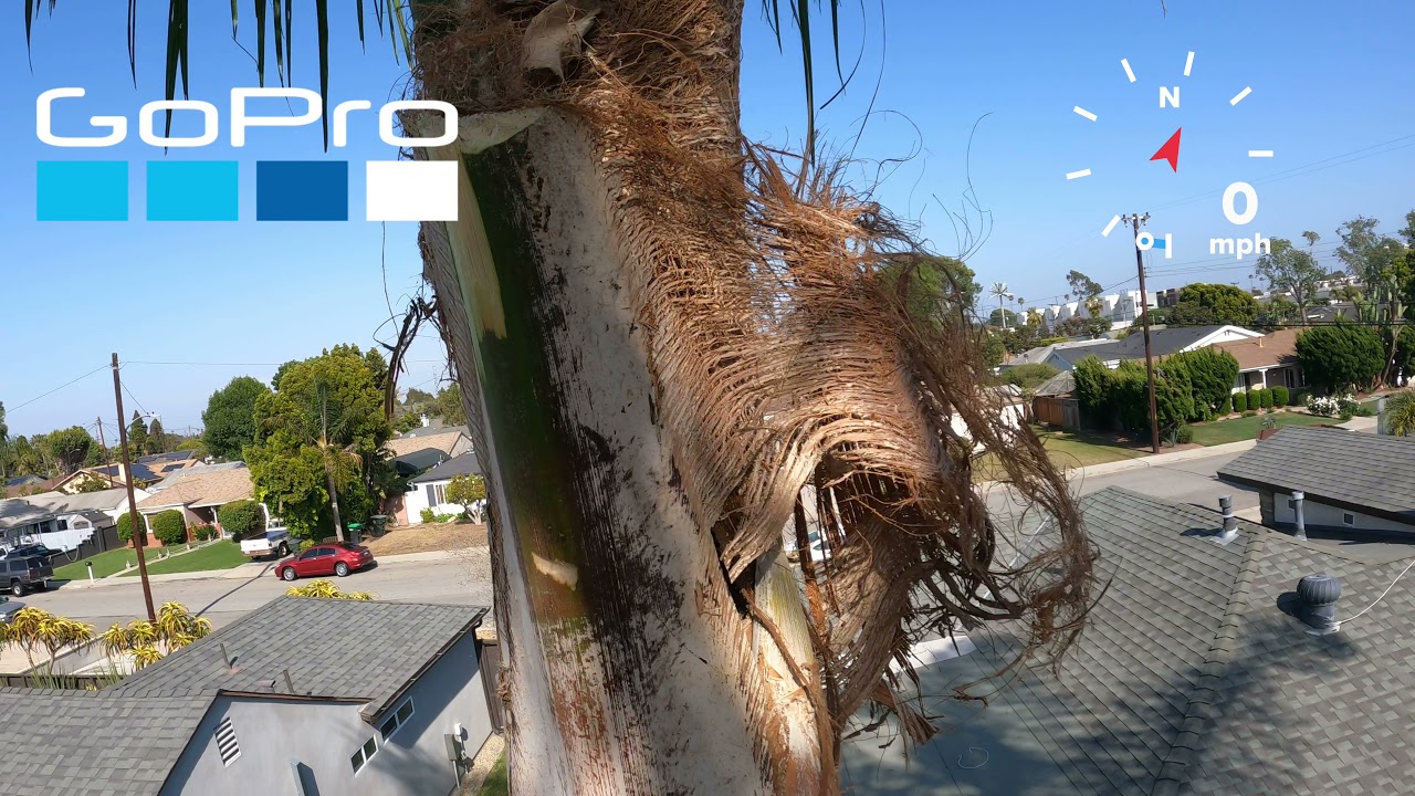 Pruning queen palms
