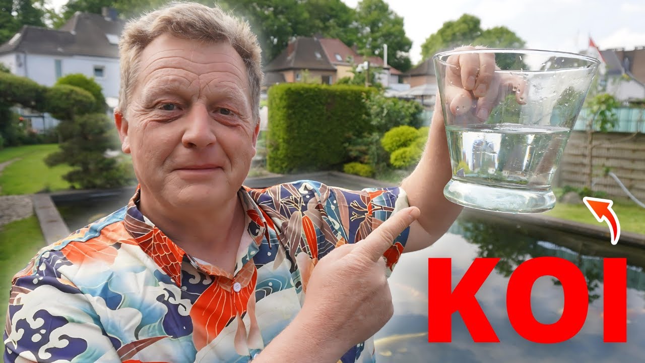 Die Koi- Flossen wachsen schon