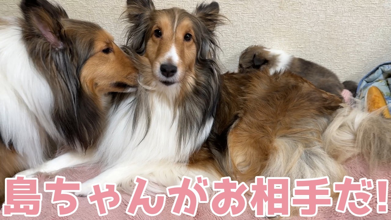 【シェルティ】島ちゃんがお相手だ🐾【優しいね】
