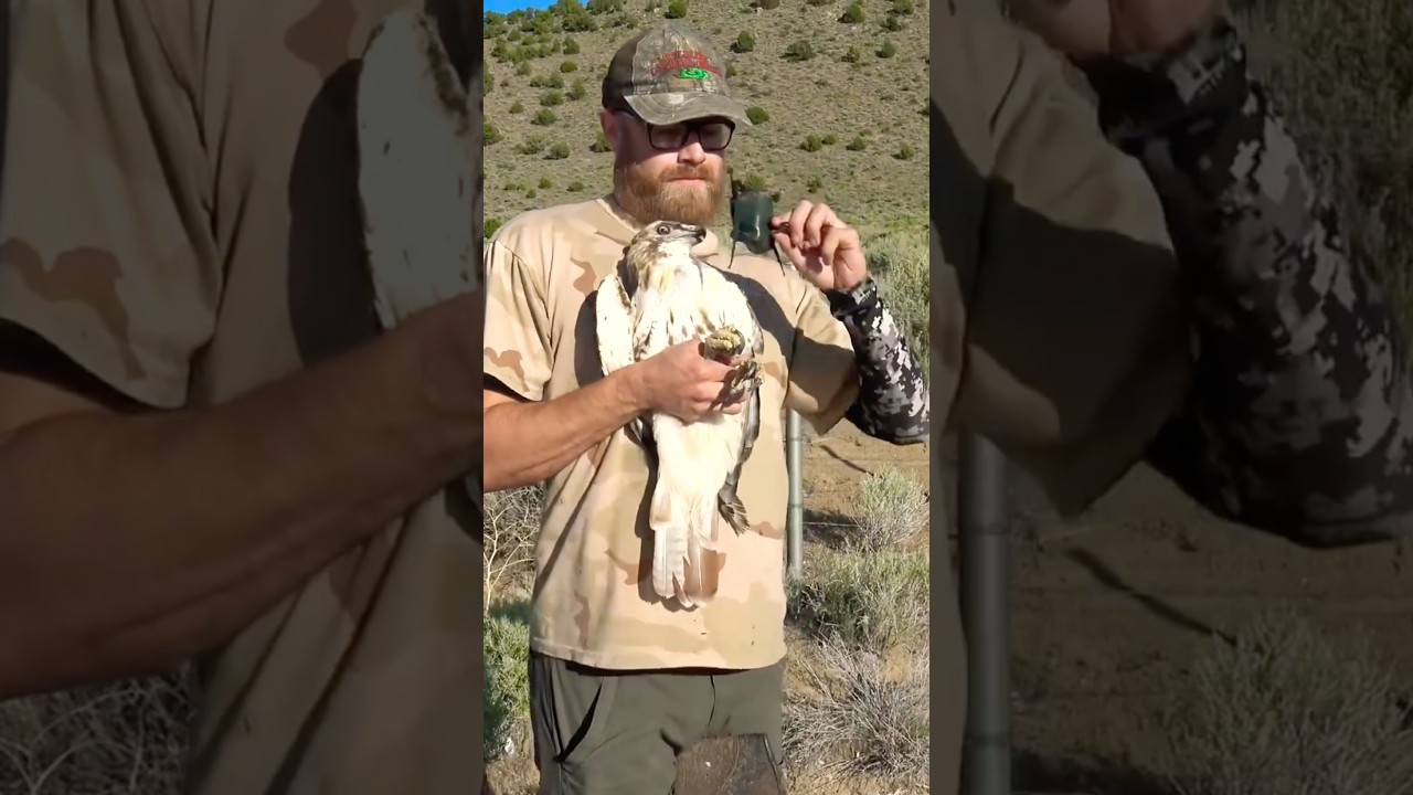 Red-tail hawk release #hawk #hawkrescue #shorts