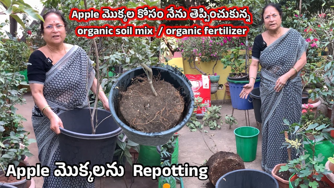 Apple Plants Repotting