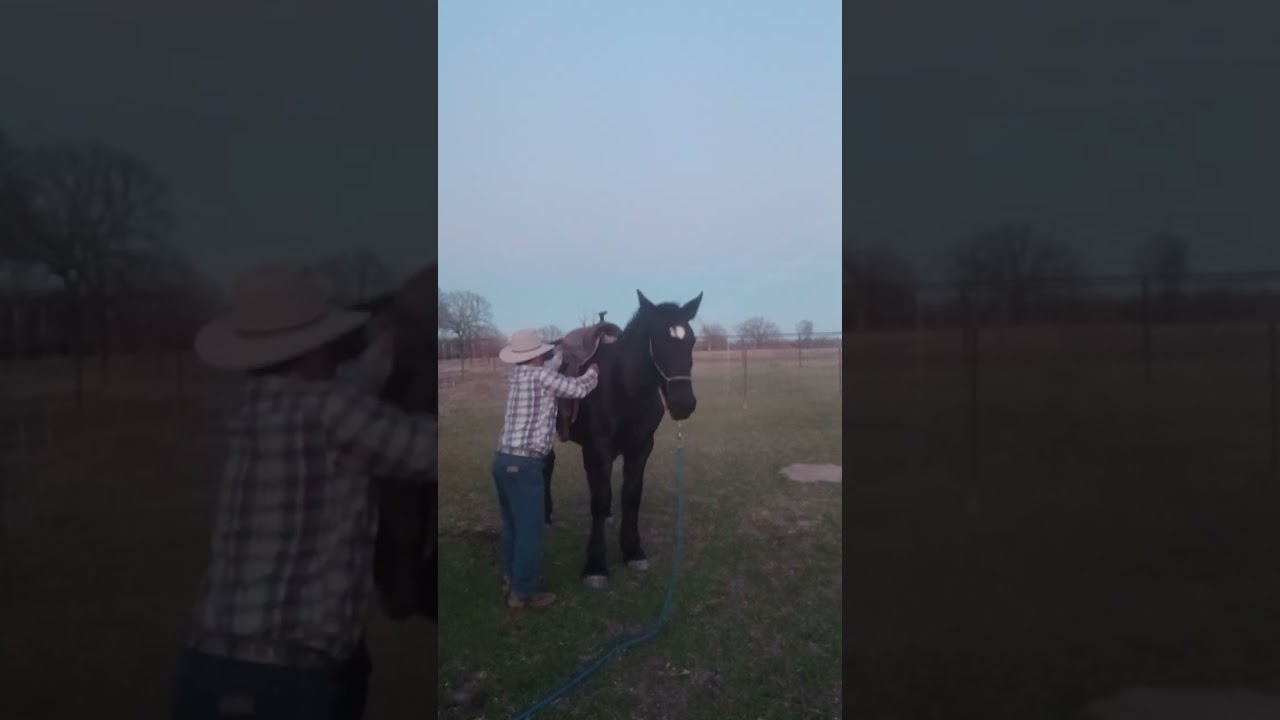 Primera ensillada a mi potro Duke!