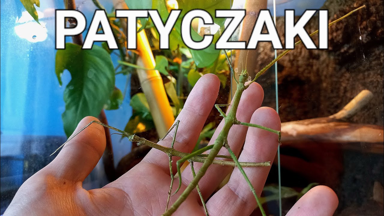 PATYCZAKI ROGATE - wszystko co musisz wiedzieć o hodowli, opis gatunkowy