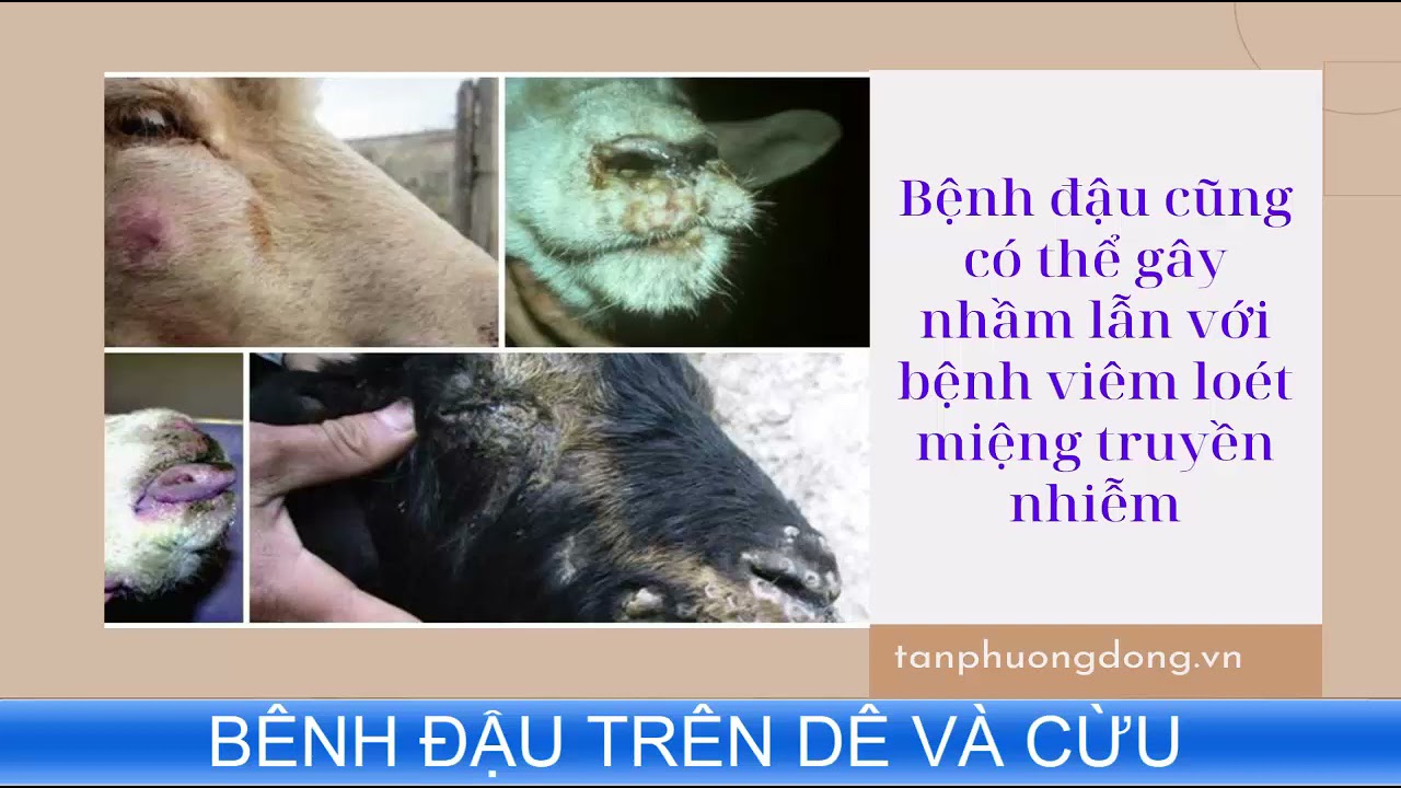 C&aacute;ch nhận biết bệnh đậu tr&ecirc;n d&ecirc;, cừu v&agrave; phương ph&aacute;p ph&ograve;ng bệnh