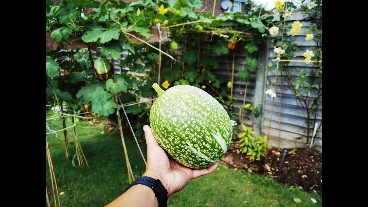 在英國 從種子 種植 魚翅瓜 第三部分 Shark fin melon from seed part 3,  United Kingdom