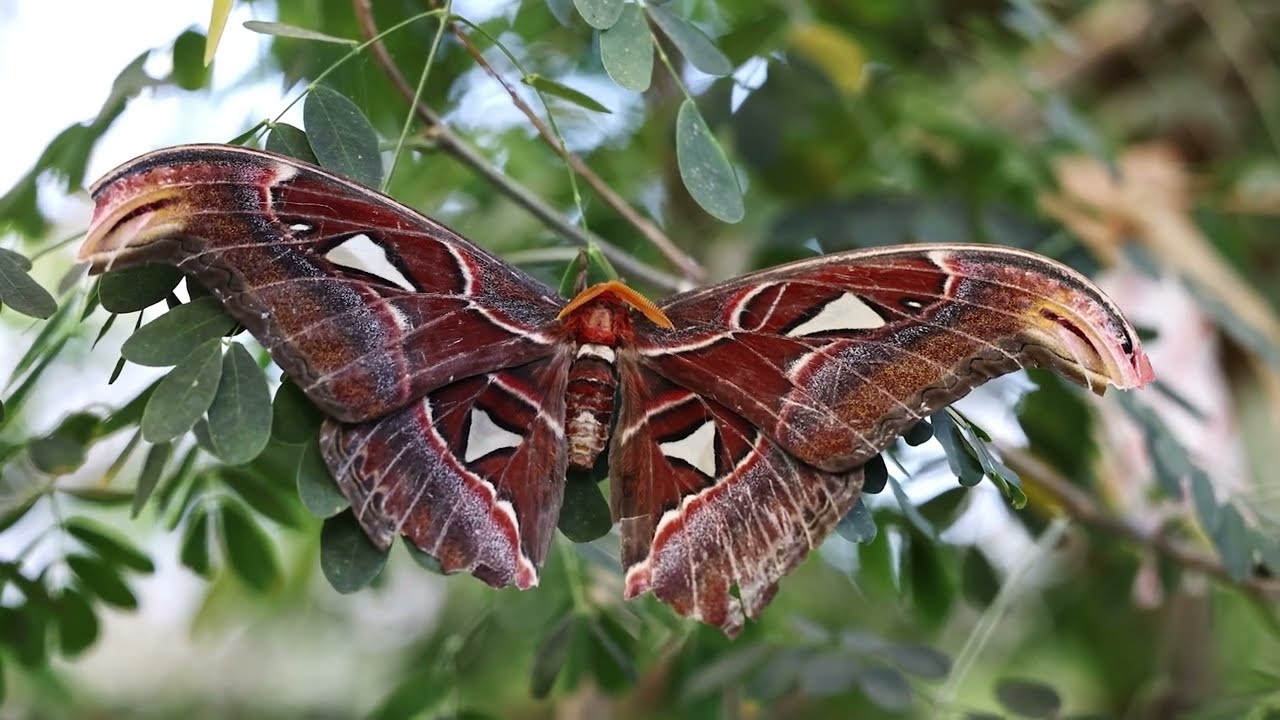Moths: Beautiful or Terrifying? 10 Fascinating Facts You Need to Know!