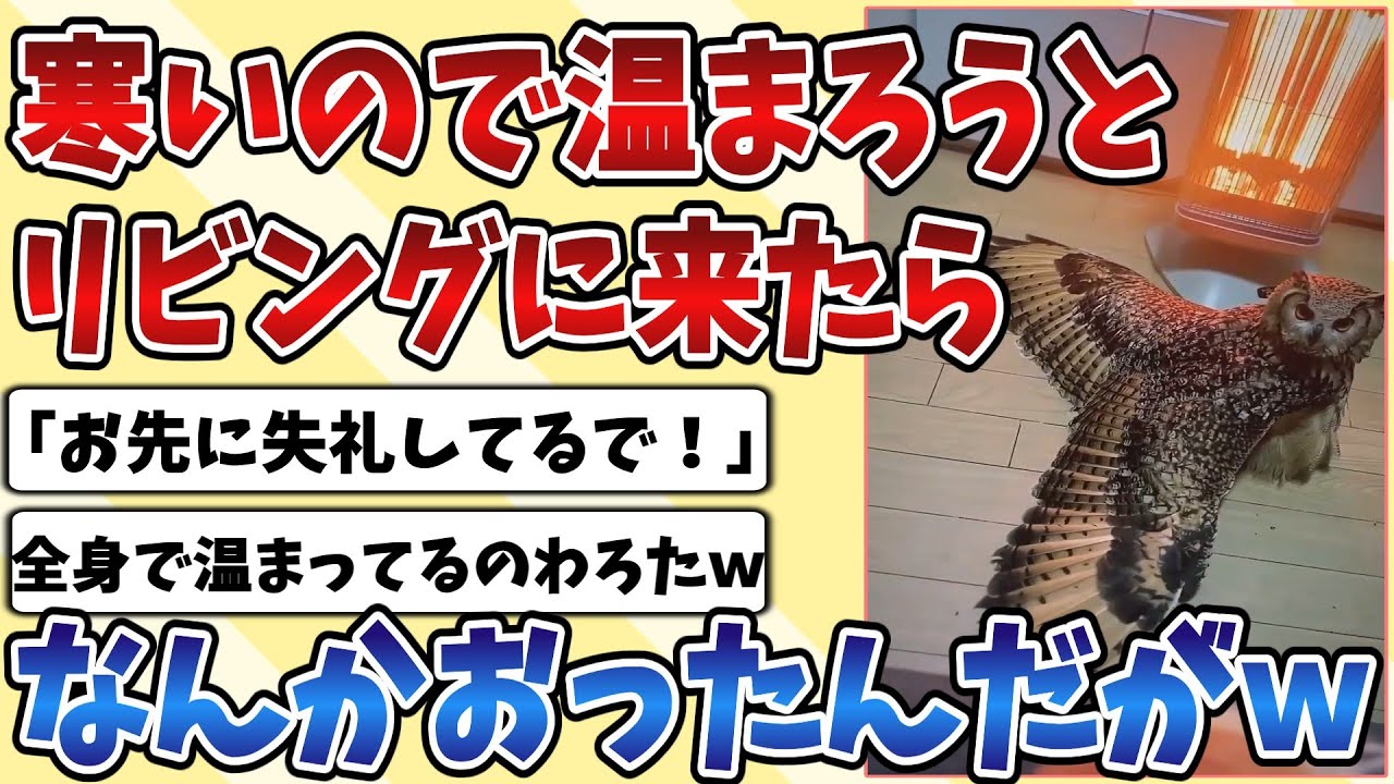 【2ch動物スレ】寒いのでストーブに温まりに来たら『フクロウ』が何食わぬ顔して羽根広げてて面白すぎるｗｗｗ
