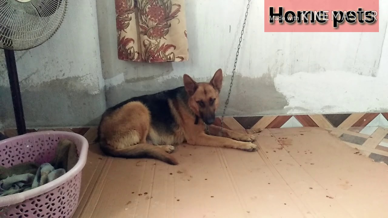 German Shepherd giving birth first time