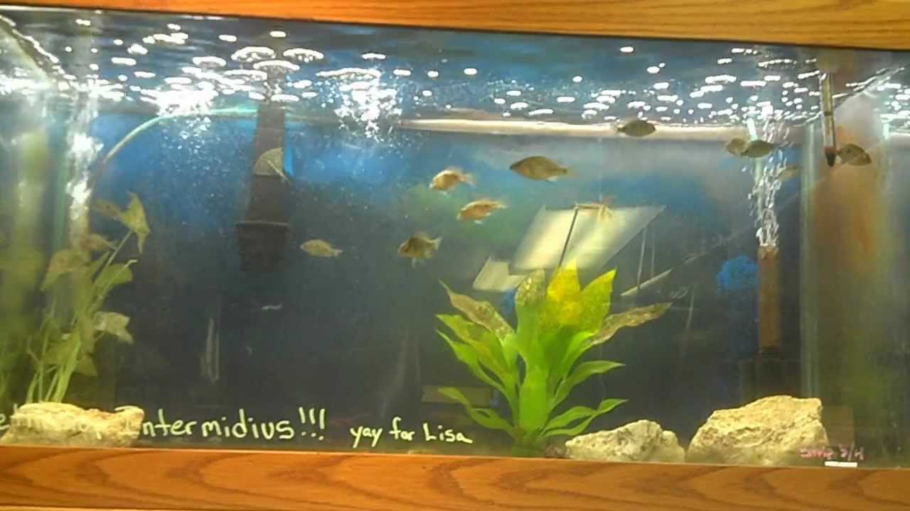 African Cichlid breeding setup