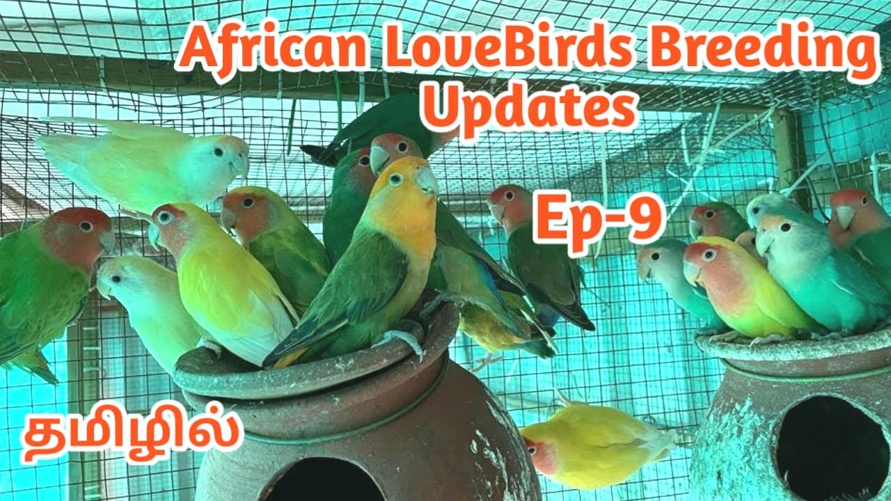 African love birds breeding update in Tamil