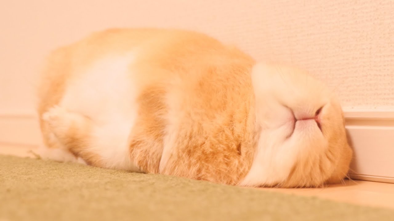 間違っておやつを捨ててしまったらウサギがショックを受けてこうなりました【No.858】
