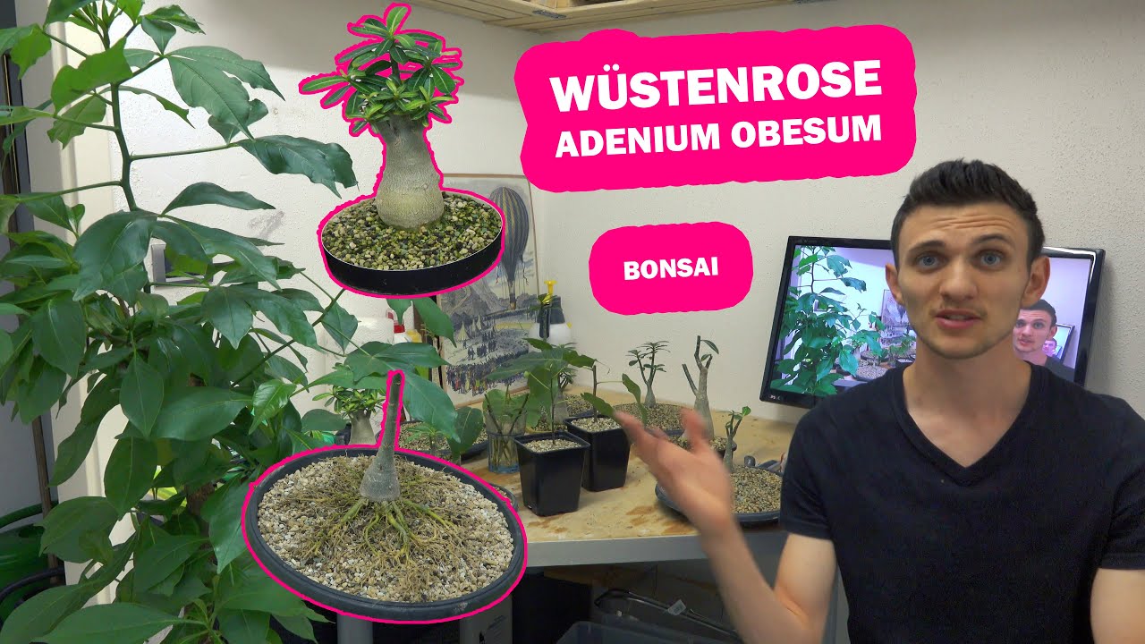 Wüstenrose Adenium Obesum Bonsai + Updates