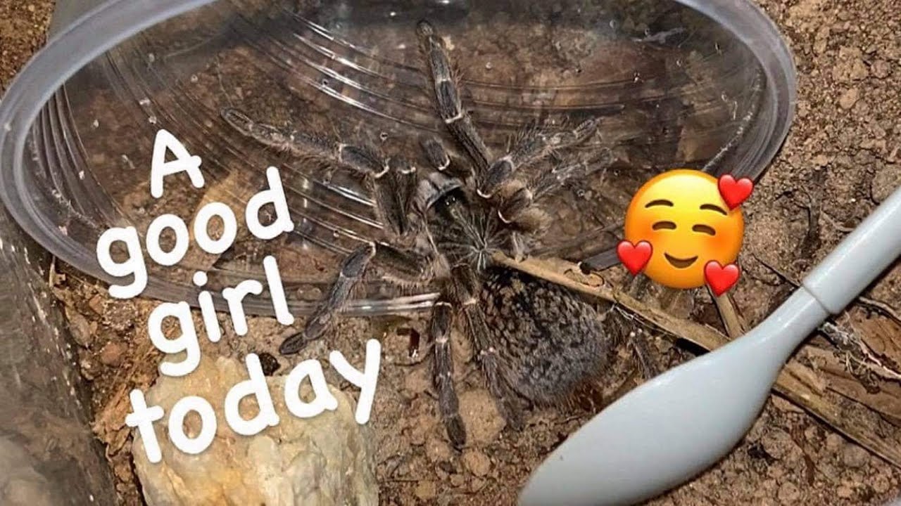 She was Surprisingly Very Calm today ~ Zombabwe Grey Baboon Tarantula