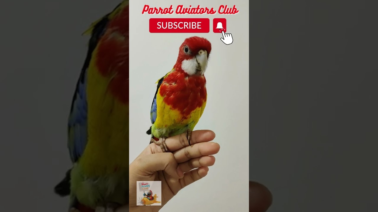 Sweet Rosella singing to attract mate !!! #shorts #Rosella #parrot #birds