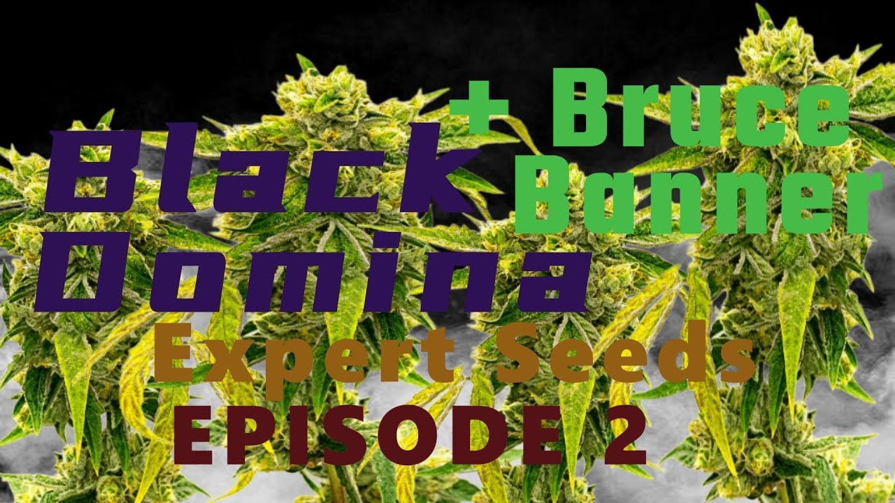 🌱 SEED to HARVEST Black Domina +🧌 Bruce Banner by Expert Seeds Episode 2 Autoflower