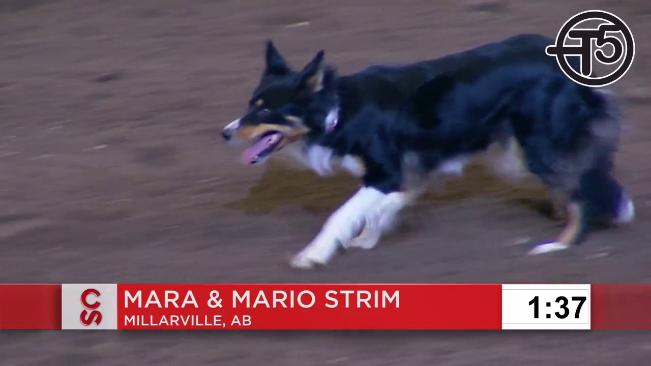 2019 Calgary Stampede Stock Dog Trial  - Finals Run 8th Place Finisher Mario Strim & Mara
