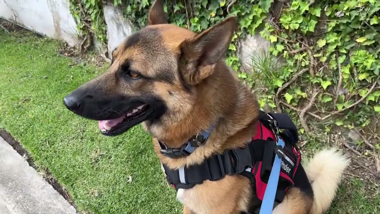 Walking with Atom 🐕✨￼