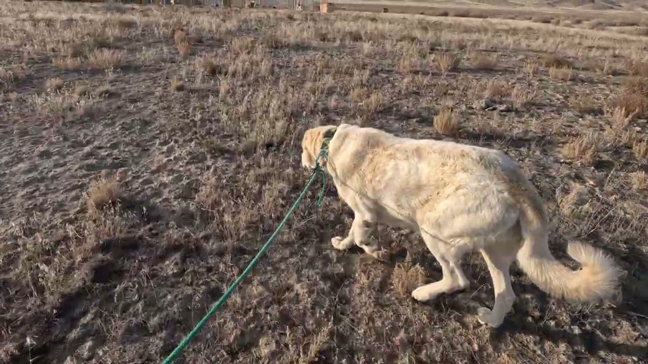 Luna@Landracefarmlgdrescue