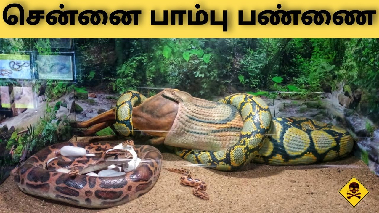பாம்புப் பண்ணை 🐍| Chennai | footage of snake shedding it's skin 😲 | பாம்பு தோல் உதிர்தல் |Tamil|PK