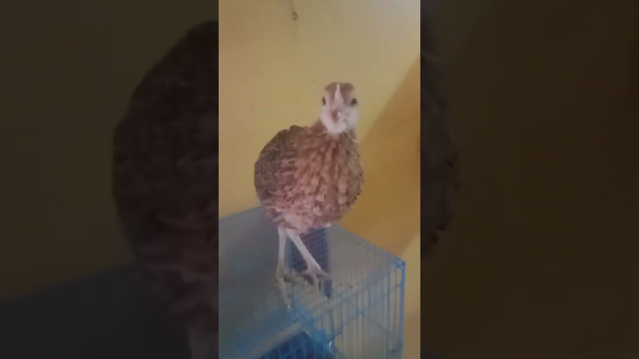Alhamdulillah.. Anakan ayam hutan hijau sehat semua